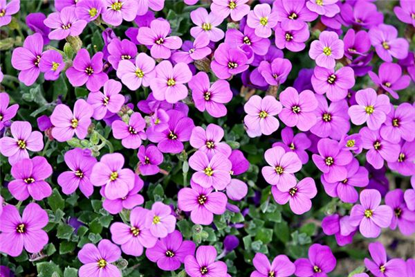 属蛇的幸运花是什么花