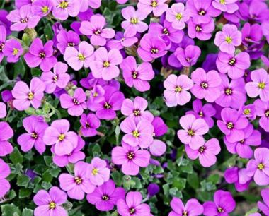属蛇的幸运花是什么花