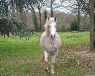 属马男人性格和脾气