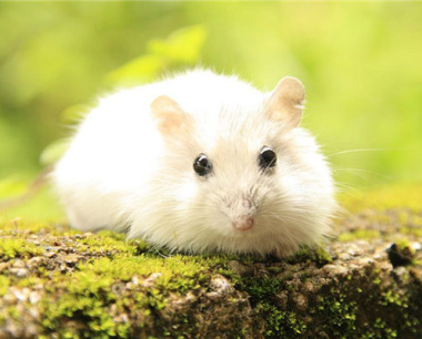 60年属鼠人躲不过去的大难