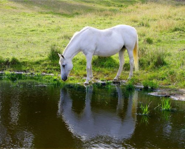 90年属马2025全年运势和运程