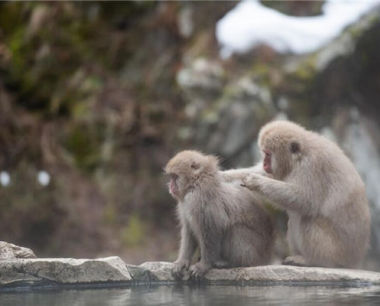 属猴的人办公室风水布局