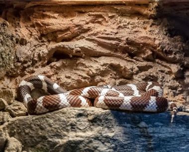 01年蛇女的性格