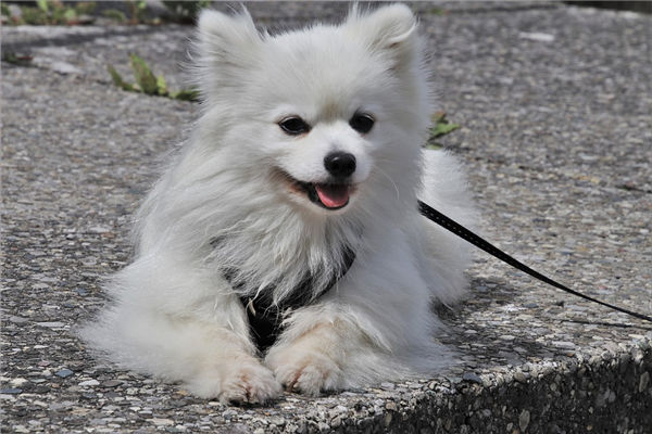 属狗人最真实的婚姻状态