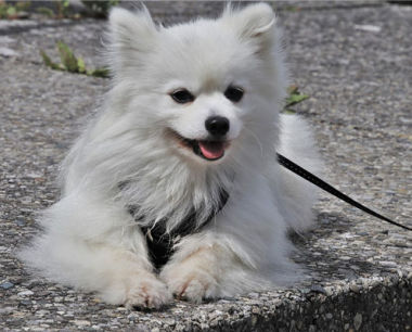 属狗人最真实的婚姻状态