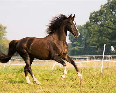 2025年属马一鸣惊人