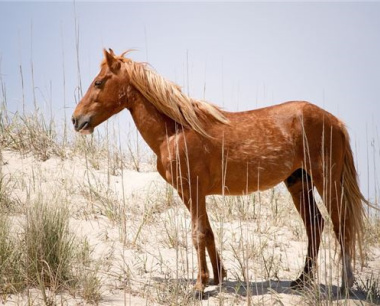 2025属马今年有一难