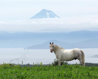 2025属马的运势和财运1978