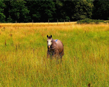 2025属马人每月运势及运程如何