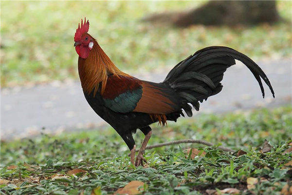 女属鸡性格怎样
