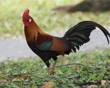 女属鸡性格怎样