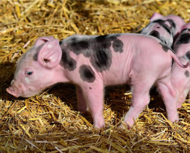 71属猪人的灾难年龄