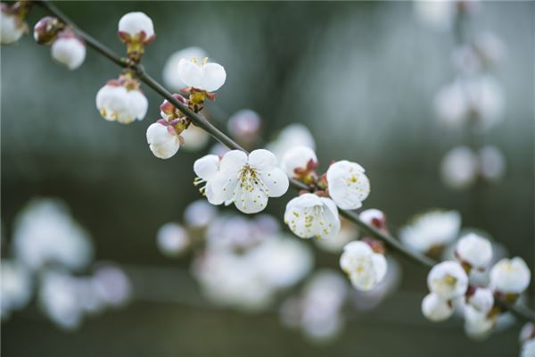 85年属牛家里摆什么最旺财