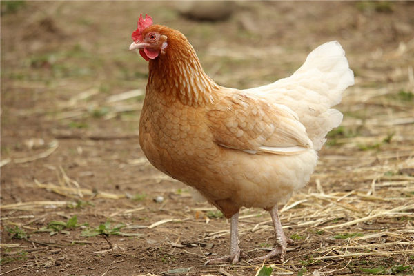 81年属鸡女2025年每月运势及运程详解