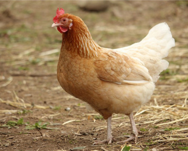 81年属鸡女2025年每月运势及运程详解