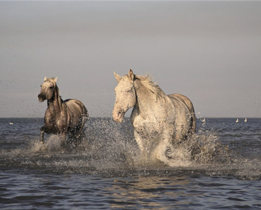 2002属马的是什么命