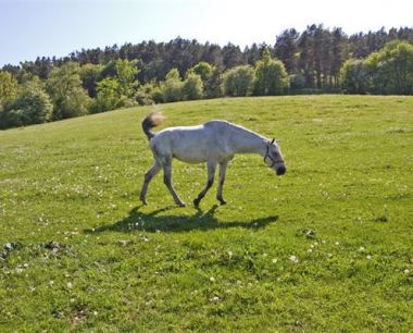1990属马闰5月人一生运势