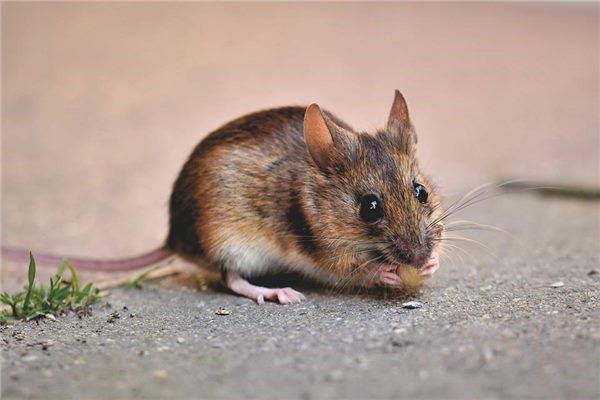 属鼠的男人性格如何
