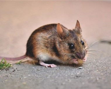 属鼠的男人性格如何