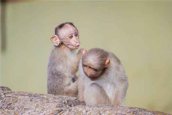 属猴不能带什么东西