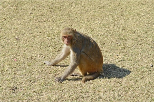属猴人最厉害三个特点