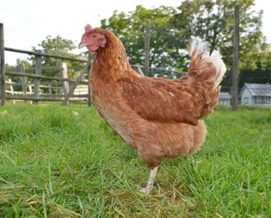 69年属鸡人2025年每月运势及运程详解