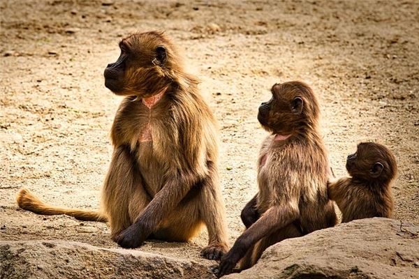 2004年属猴人一生运气