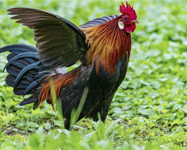 2005属鸡的吉利楼层是多少