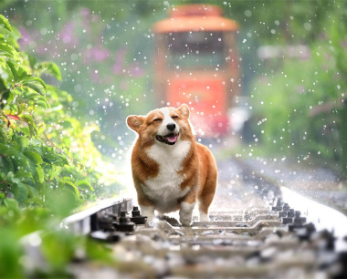 三月初二的狗男命运如何