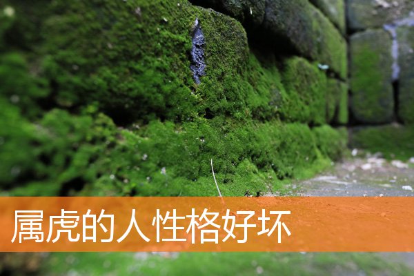 属虎的人性格好坏