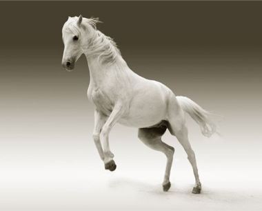 运势大全：2019年属马运势分析