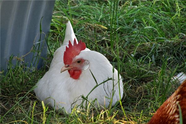今年属鸡的财运和运气如何