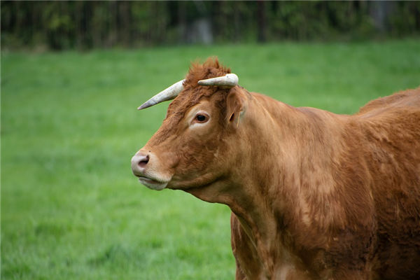 属牛2022年每月运势