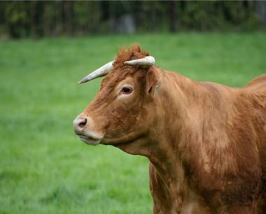属牛2022年每月运势