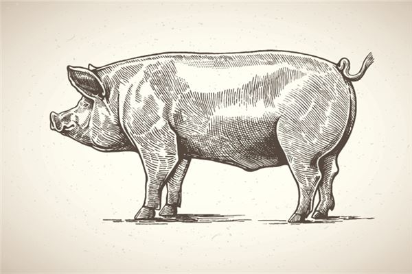 猪人鼠年运程2020生肖年运