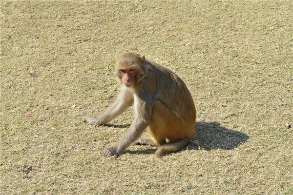 生肖属猴人命中注定的情人