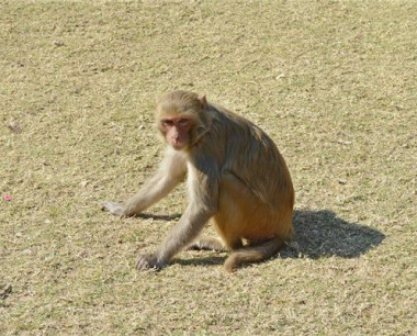 生肖属猴人命中注定的情人