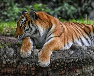 1974属虎寿命45活不过