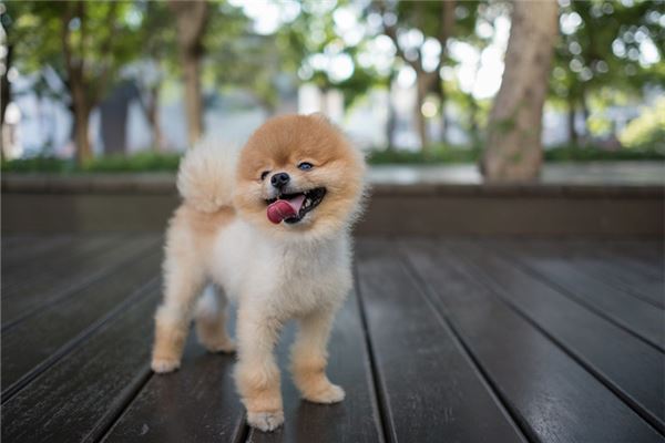 生肖狗和什么合财