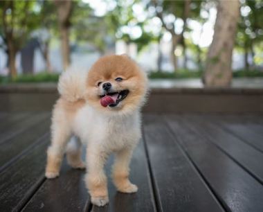 生肖狗和什么合财