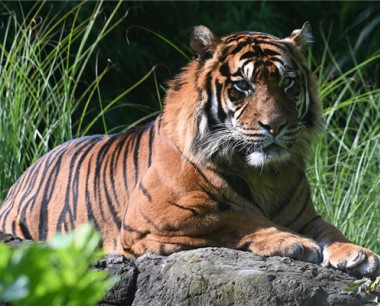 1998年女属虎多少岁结婚好